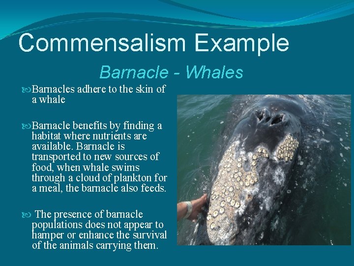 Commensalism Example Barnacle - Whales Barnacles adhere to the skin of a whale Barnacle