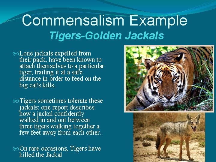 Commensalism Example Tigers-Golden Jackals Lone jackals expelled from their pack, have been known to