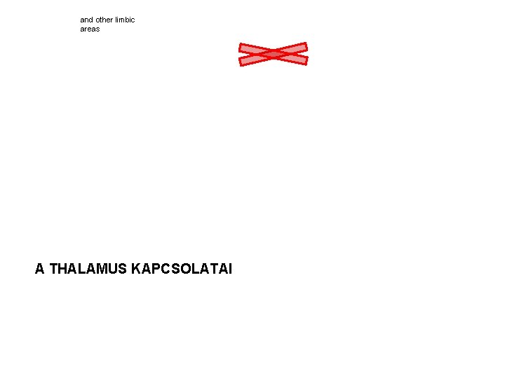 and other limbic areas A THALAMUS KAPCSOLATAI 