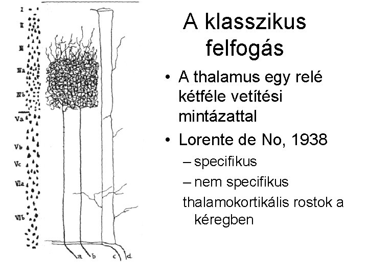 A klasszikus felfogás • A thalamus egy relé kétféle vetítési mintázattal • Lorente de