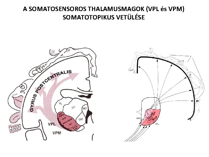 A SOMATOSENSOROS THALAMUSMAGOK (VPL és VPM) SOMATOTOPIKUS VETÜLÉSE 