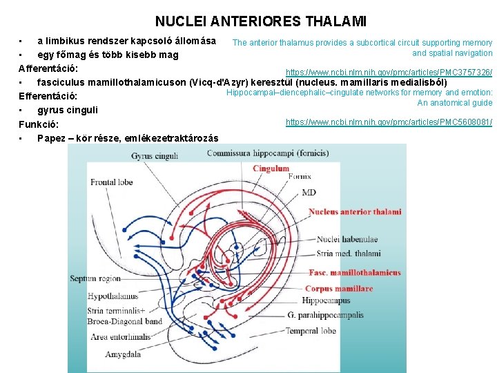 NUCLEI ANTERIORES THALAMI • a limbikus rendszer kapcsoló állomása The anterior thalamus provides a