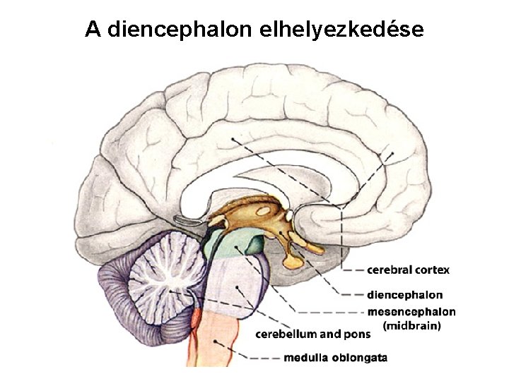 A diencephalon elhelyezkedése 