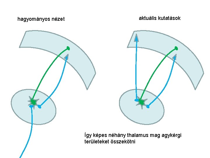 hagyományos nézet aktuális kutatások Így képes néhány thalamus mag agykérgi területeket összekötni 