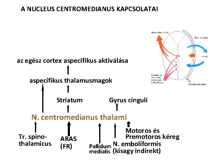 A NUCLEUS CENTROMEDIANUS KAPCSOLATAI az egész cortex aspecifikus aktiválása aspecifikus thalamusmagok Striatum Gyrus cinguli