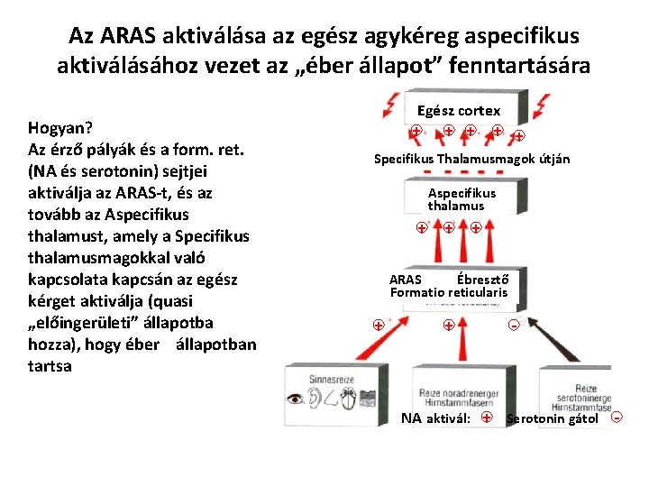 Az ARAS aktiválása az egész agykéreg aspecifikus aktiválásához vezet az „éber állapot” fenntartására Hogyan?