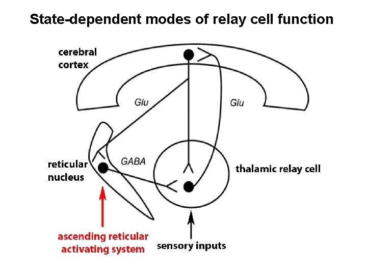 State-dependent modes of relay cell function 