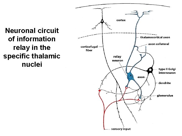 Neuronal circuit of information relay in the specific thalamic nuclei 