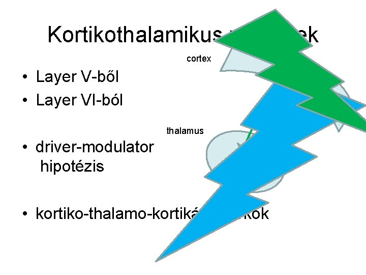 Kortikothalamikus vetítések cortex • Layer V-ből • Layer VI-ból thalamus • driver-modulator hipotézis •