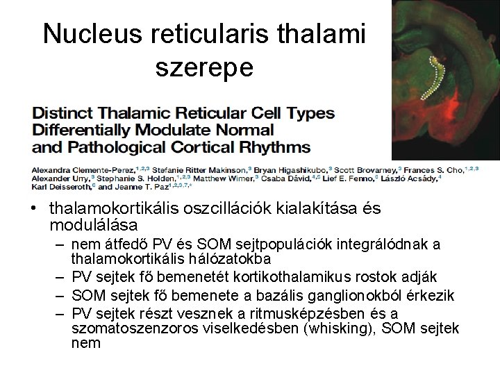 Nucleus reticularis thalami szerepe • thalamokortikális oszcillációk kialakítása és modulálása – nem átfedő PV