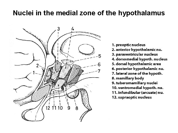 Nuclei in the medial zone of the hypothalamus 