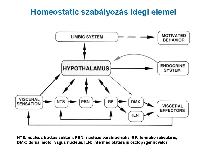 Homeostatic szabályozás idegi elemei NTS: nucleus tractus solitarii, PBN: nucleus parabrachialis, RF: formatio reticularis,