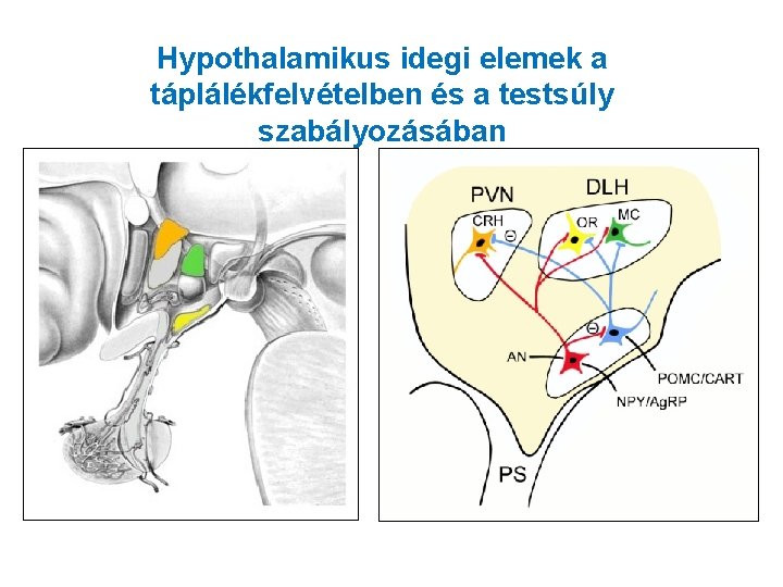 Hypothalamikus idegi elemek a táplálékfelvételben és a testsúly szabályozásában 