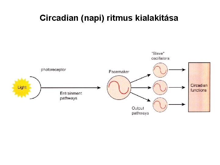 Circadian (napi) ritmus kialakítása 