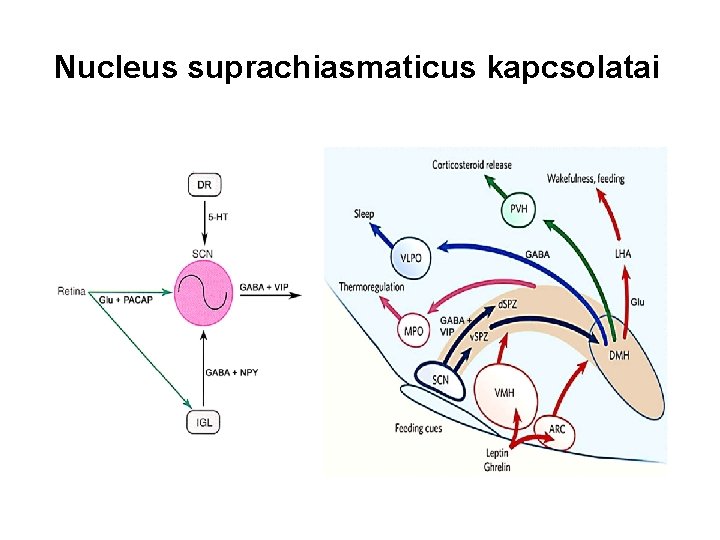 Nucleus suprachiasmaticus kapcsolatai 