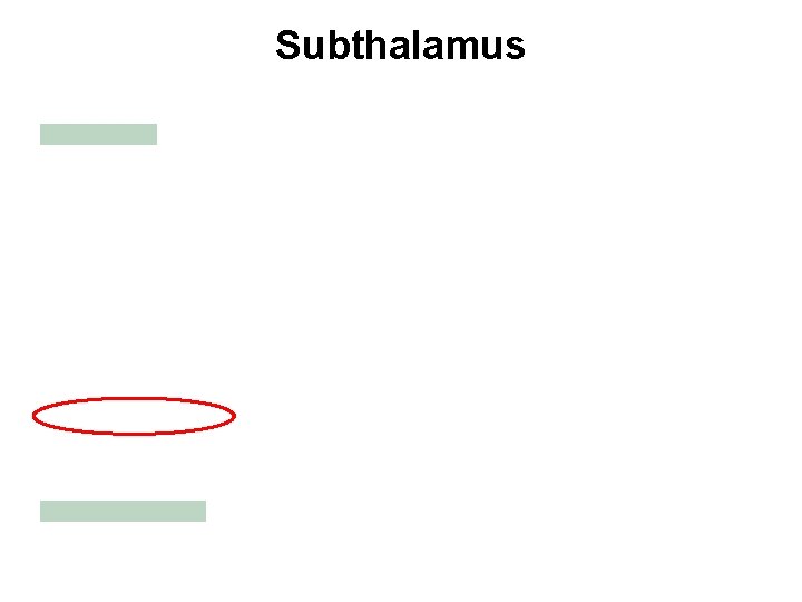 Subthalamus 