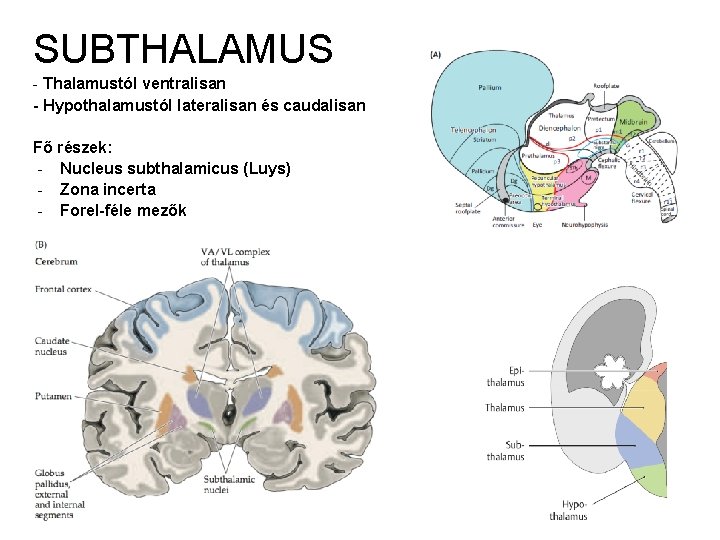 SUBTHALAMUS - Thalamustól ventralisan - Hypothalamustól lateralisan és caudalisan Fő részek: - Nucleus subthalamicus