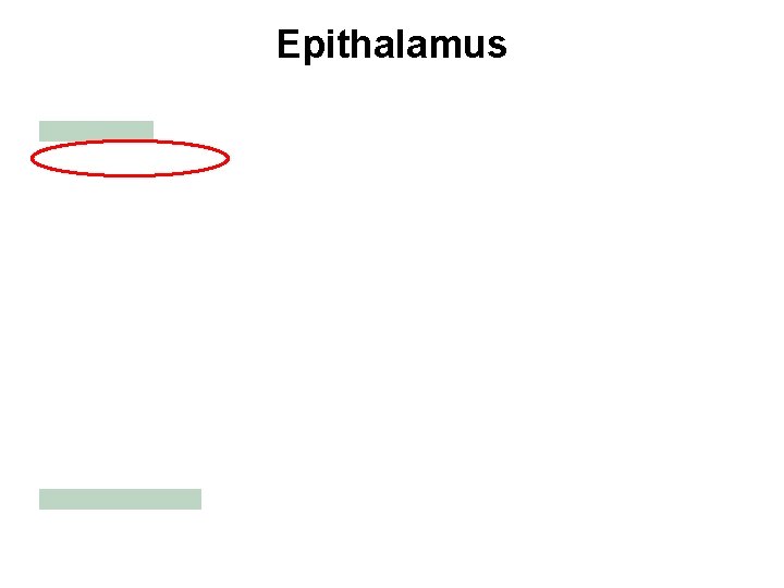 Epithalamus 