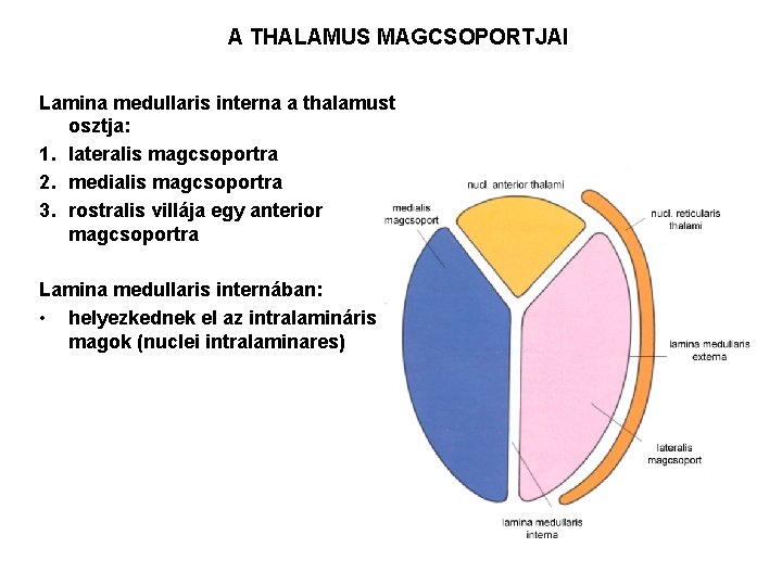 A THALAMUS MAGCSOPORTJAI Lamina medullaris interna a thalamust osztja: 1. lateralis magcsoportra 2. medialis