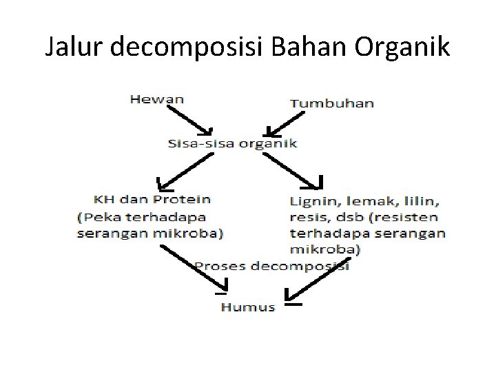 Jalur decomposisi Bahan Organik 