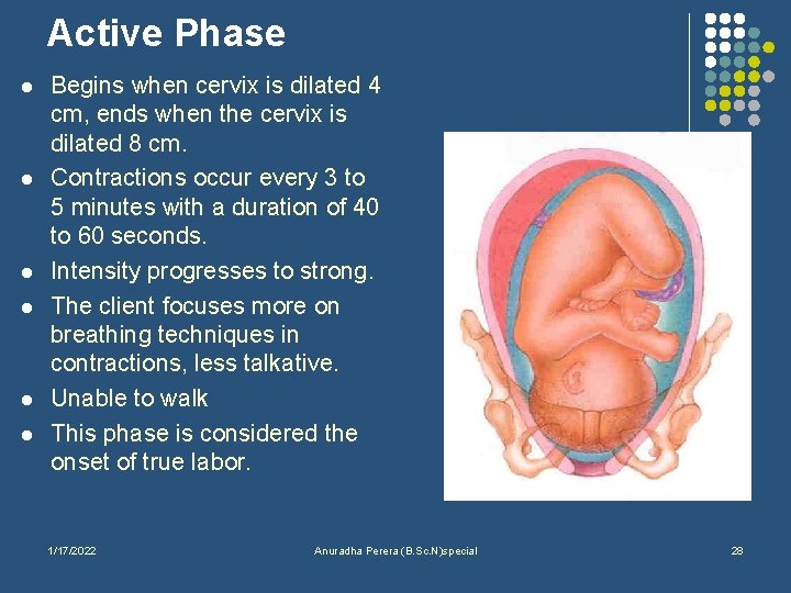 Active Phase l l l Begins when cervix is dilated 4 cm, ends when