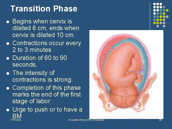 Transition Phase l l l Begins when cervix is dilated 8 cm, ends when
