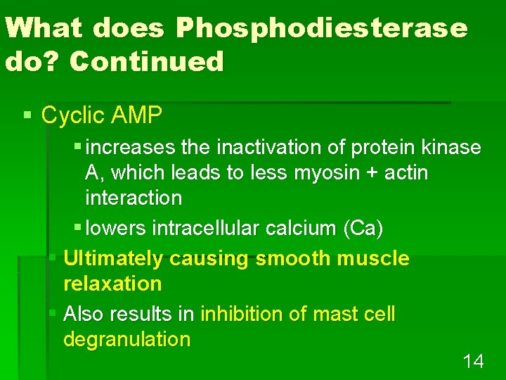 What does Phosphodiesterase do? Continued § Cyclic AMP § increases the inactivation of protein