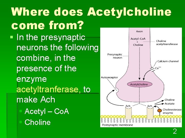 Where does Acetylcholine come from? § In the presynaptic neurons the following combine, in