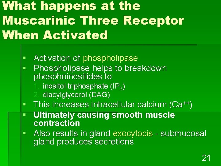 What happens at the Muscarinic Three Receptor When Activated § Activation of phospholipase §