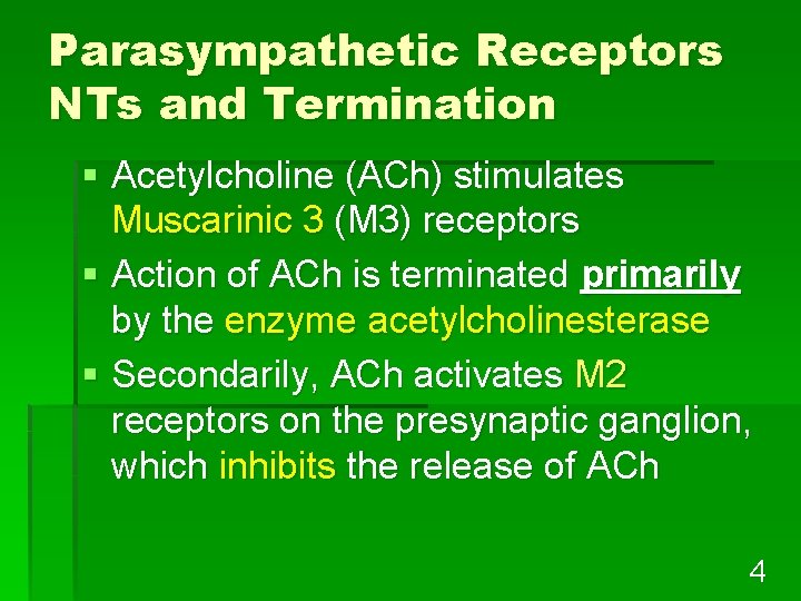 Parasympathetic Receptors NTs and Termination § Acetylcholine (ACh) stimulates Muscarinic 3 (M 3) receptors