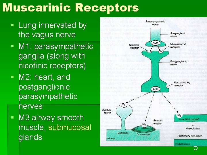 Muscarinic Receptors § Lung innervated by the vagus nerve § M 1: parasympathetic ganglia