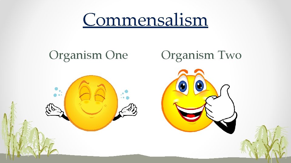 Commensalism Organism One Organism Two 