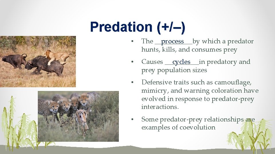Predation (+/–) • process The ______by which a predator hunts, kills, and consumes prey