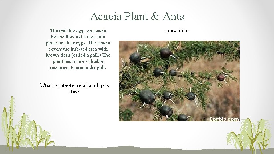 Acacia Plant & Ants The ants lay eggs on acacia tree so they get