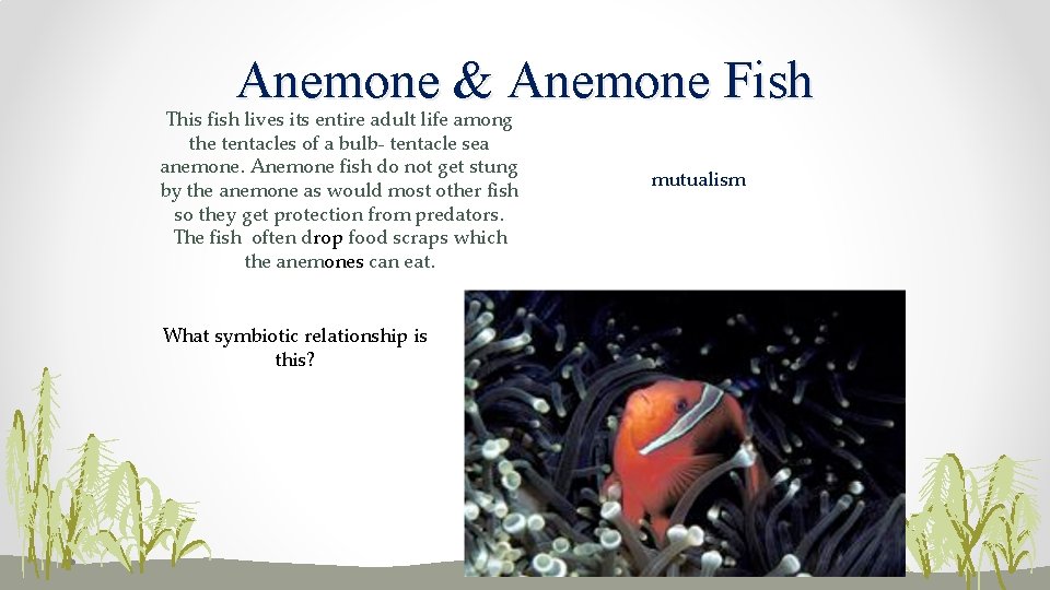 Anemone & Anemone Fish This fish lives its entire adult life among the tentacles