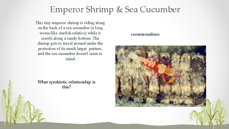 Emperor Shrimp & Sea Cucumber This tiny emperor shrimp is riding along on the