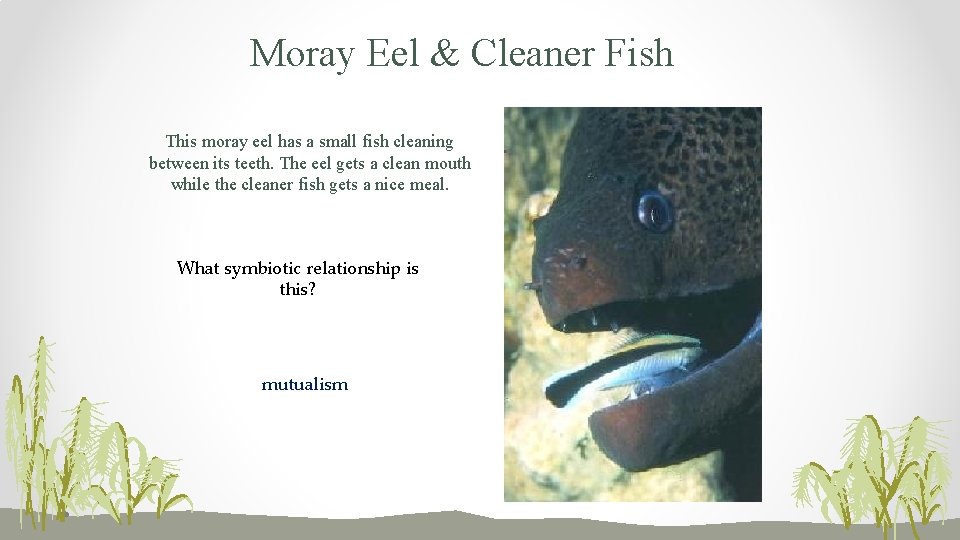 Moray Eel & Cleaner Fish This moray eel has a small fish cleaning between