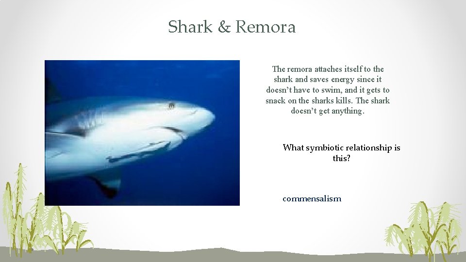 Shark & Remora The remora attaches itself to the shark and saves energy since
