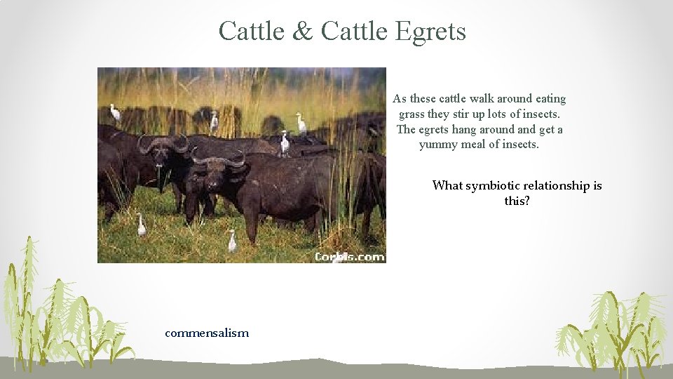 Cattle & Cattle Egrets As these cattle walk around eating grass they stir up