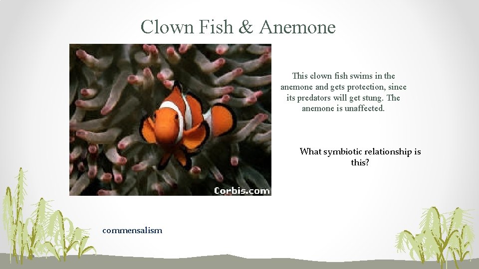 Clown Fish & Anemone This clown fish swims in the anemone and gets protection,