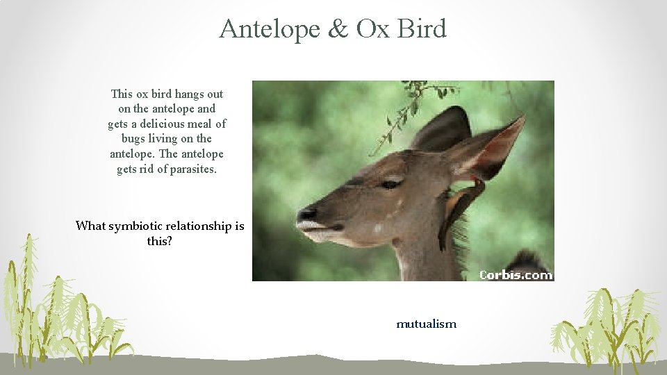 Antelope & Ox Bird This ox bird hangs out on the antelope and gets