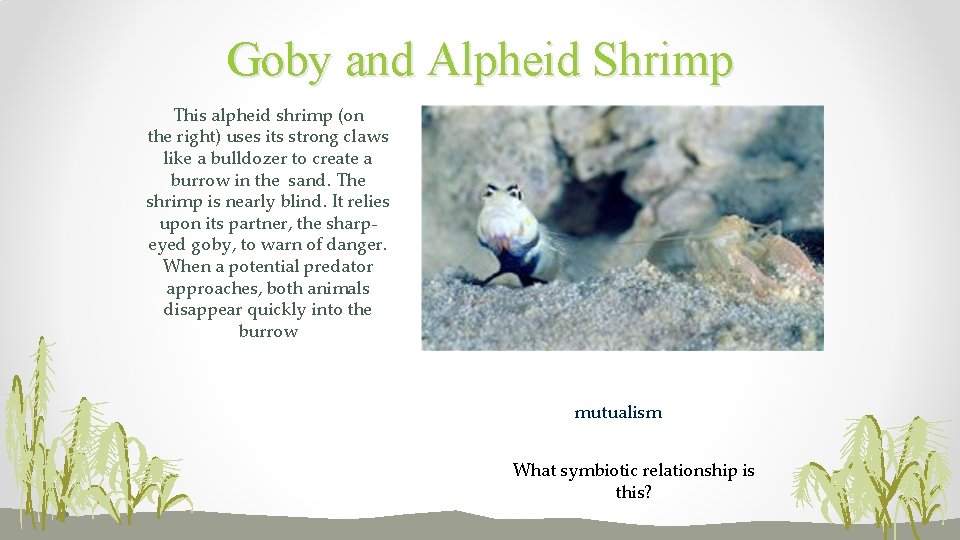 Goby and Alpheid Shrimp This alpheid shrimp (on the right) uses its strong claws