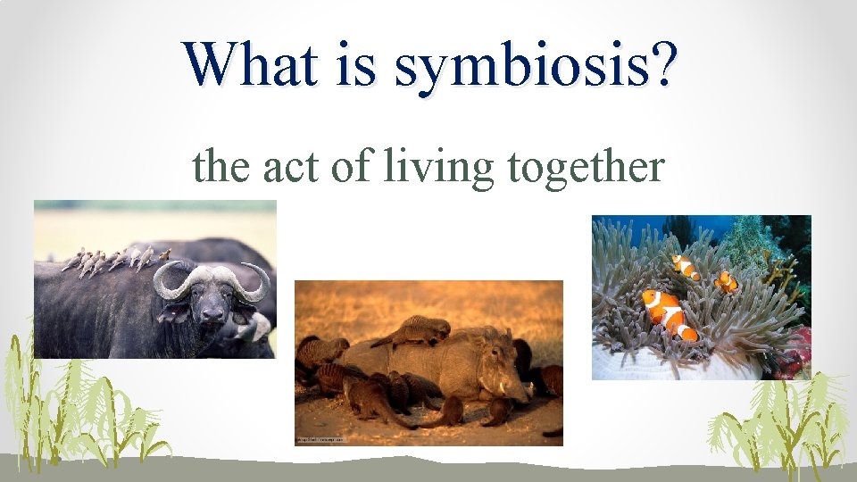 What is symbiosis? the act of living together 