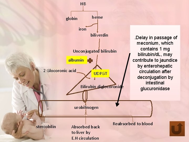 HB heme globin iron biliverdin Unconjugated bilirubin albumin 2 Glocoronic acid UDPGT Bilirubin diglocoronide