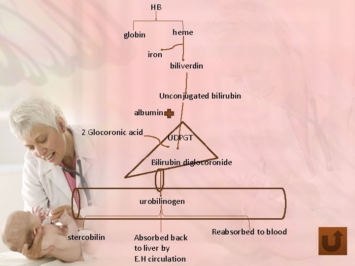 HB heme globin iron biliverdin Unconjugated bilirubin albumin 2 Glocoronic acid UDPGT Bilirubin diglocoronide