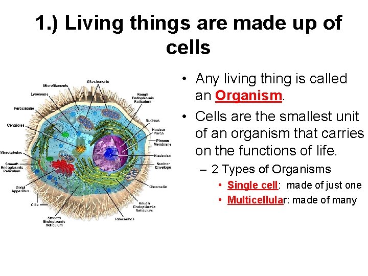 1. ) Living things are made up of cells • Any living thing is