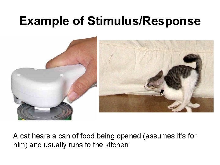 Example of Stimulus/Response A cat hears a can of food being opened (assumes it’s