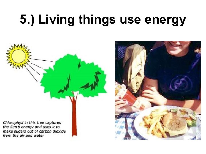 5. ) Living things use energy 