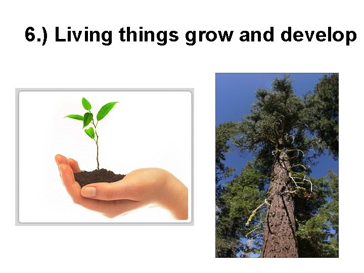 6. ) Living things grow and develop 