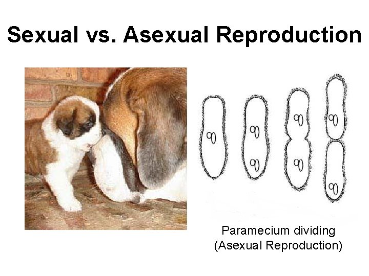 Sexual vs. Asexual Reproduction Paramecium dividing (Asexual Reproduction) 